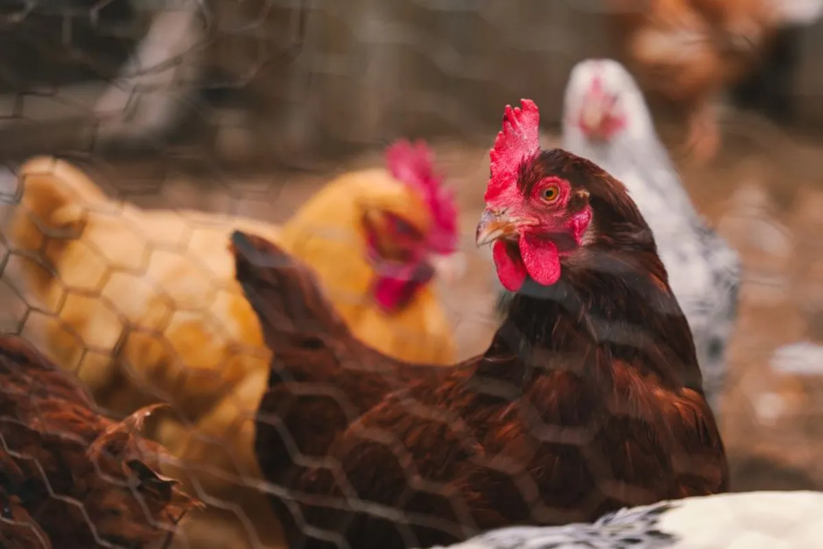 poultry farming