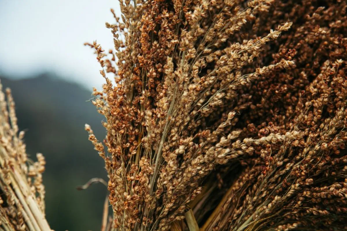 red sorghum
