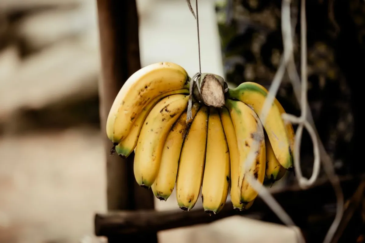 banana fruit