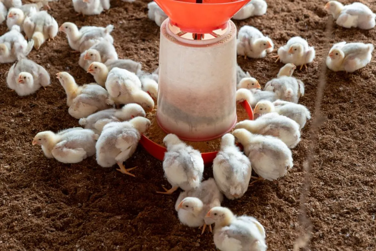 poultry farming