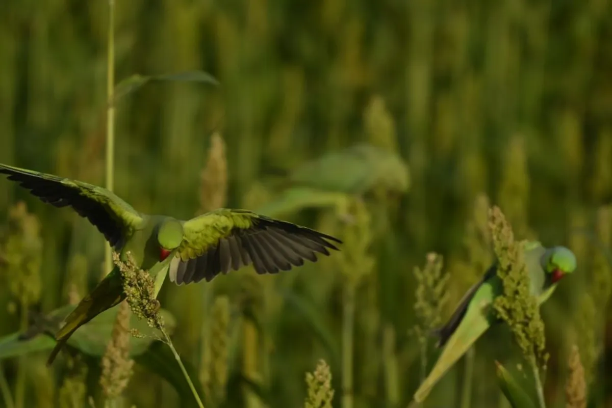 red sorghum