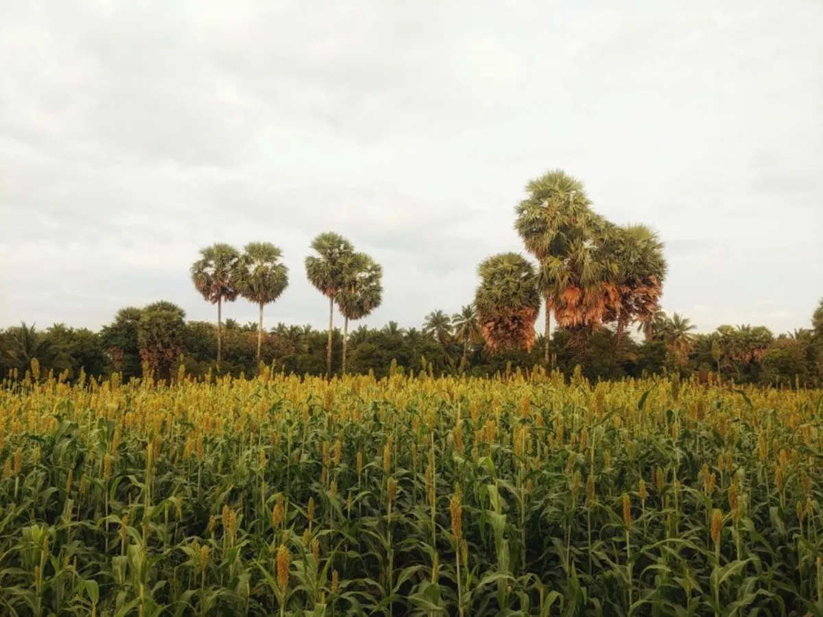 red sorghum